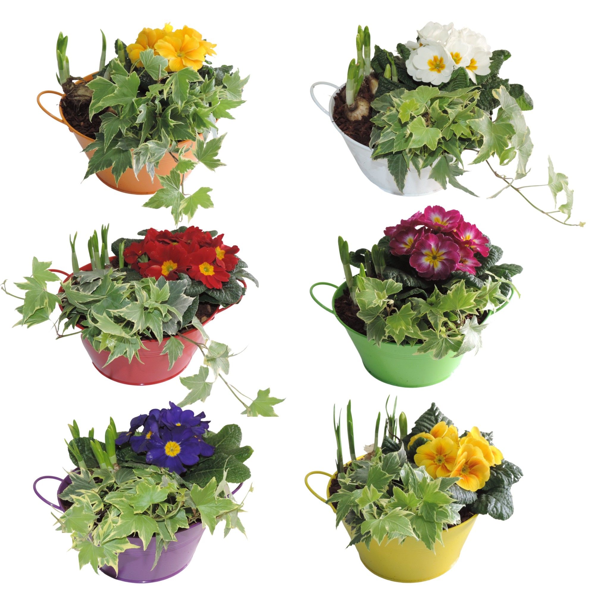 Arrangement Early Spring Specials Narcis in Zinken Schaal 18 cm Gemengd, D 18