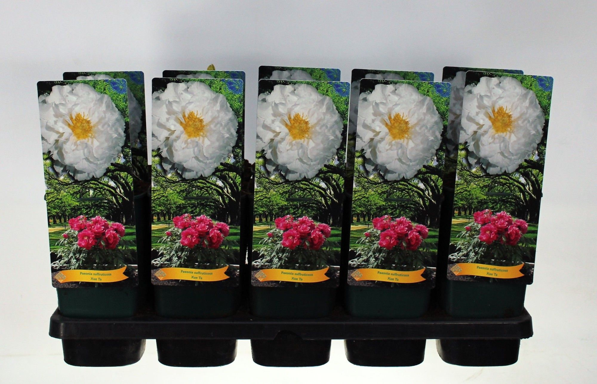 Paeonia Suffruticosa Xue Ta P12 - 1 tak, D 14