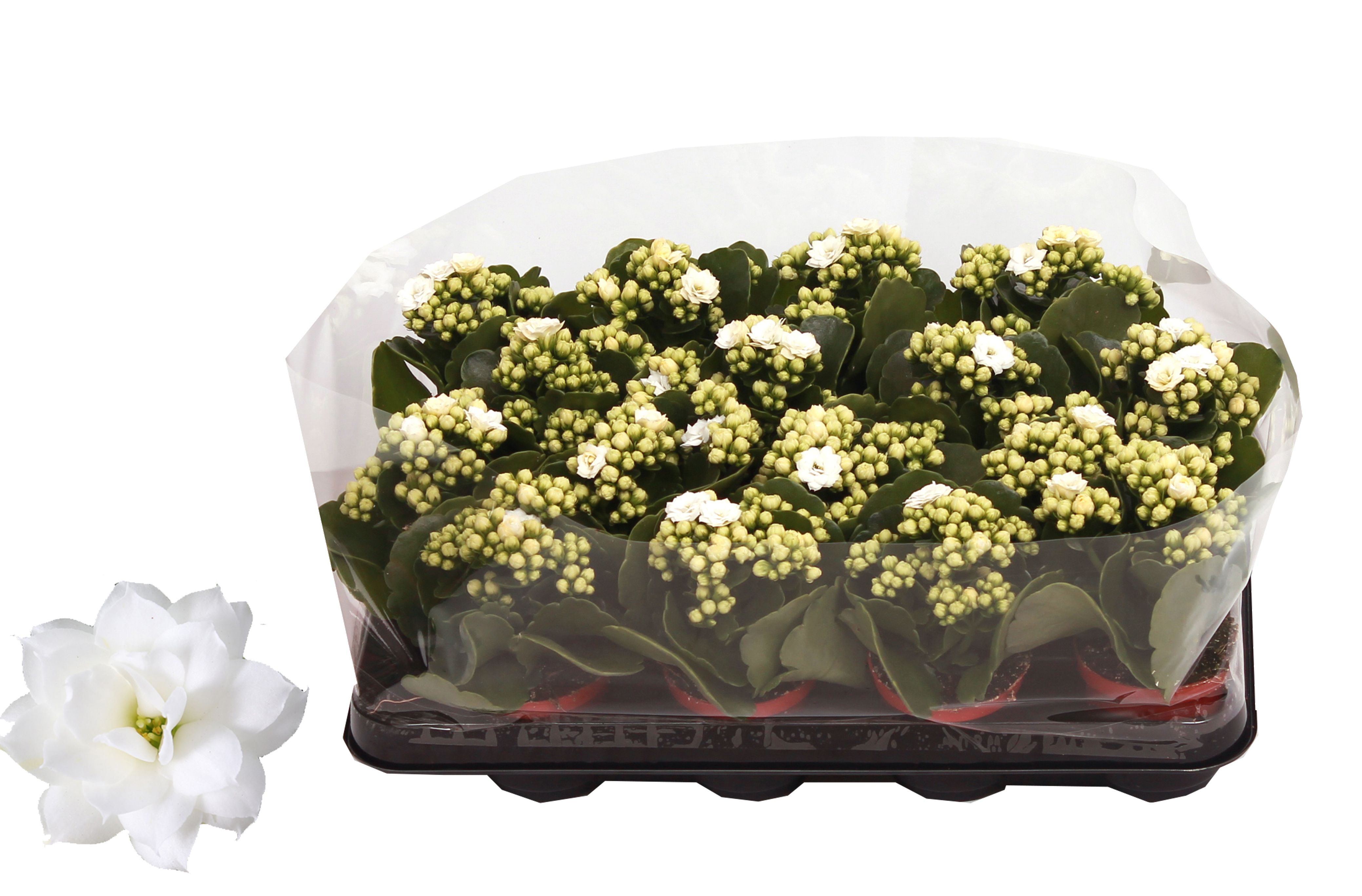 Kalanchoe Rosalina 07cm Don Dione wit, Trayfolie, D 7