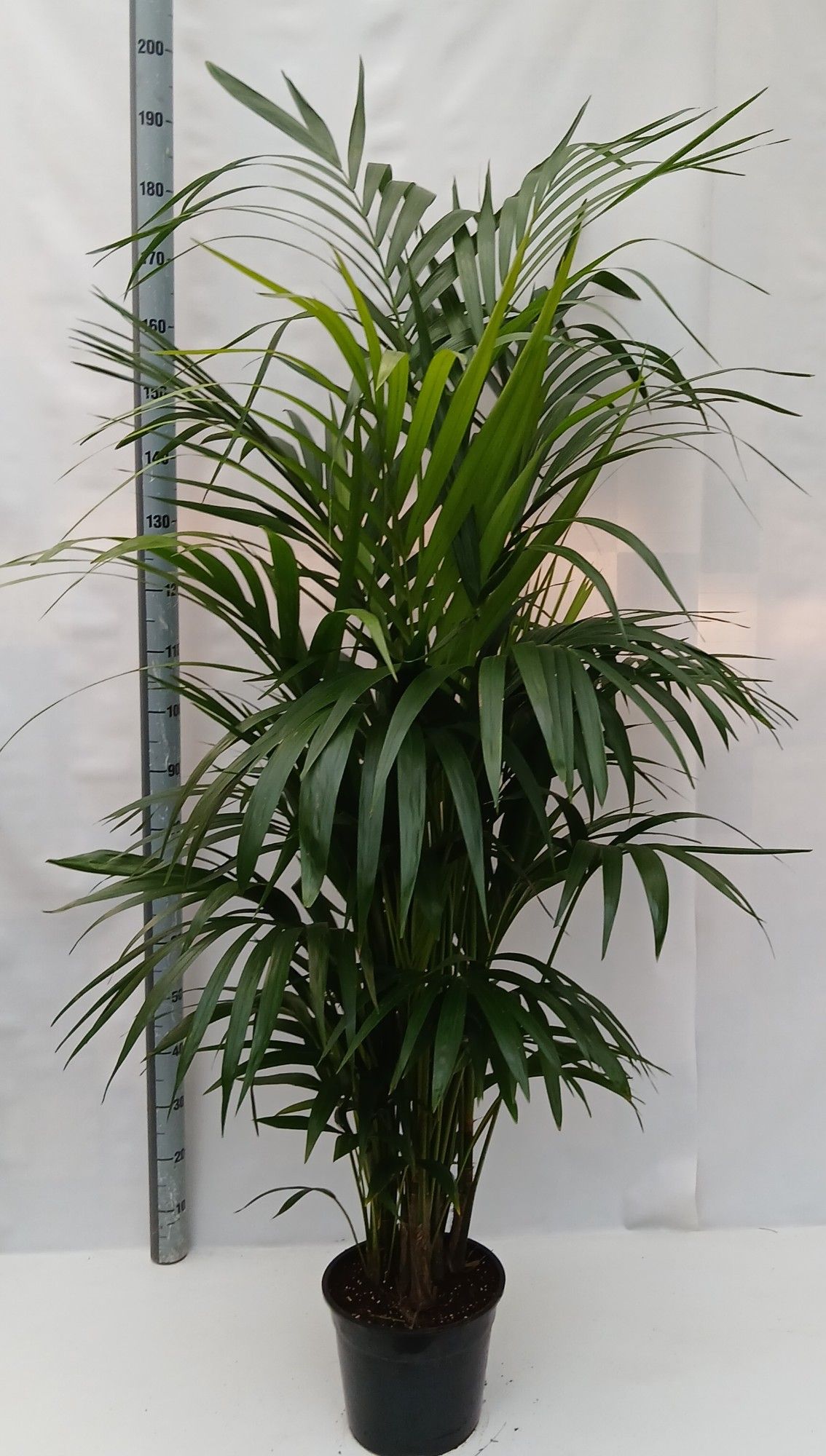 Howea forsteriana, D 27