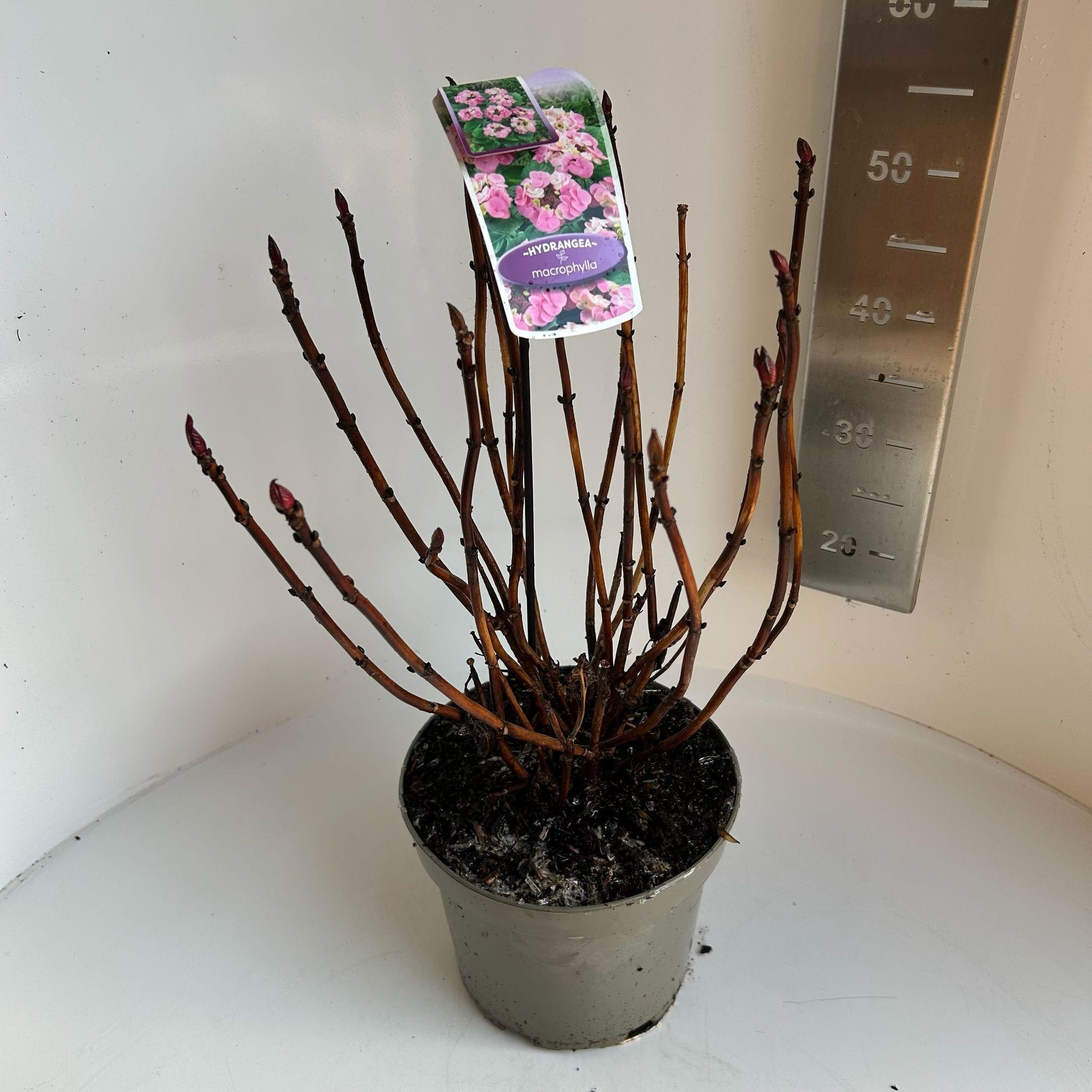 Hydrangea macr. Roze (scherm), D 23