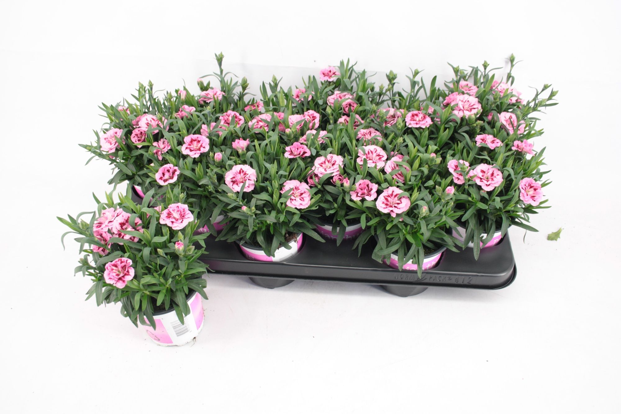 Dianthus Bicolour Pink And Purple, D 10,5