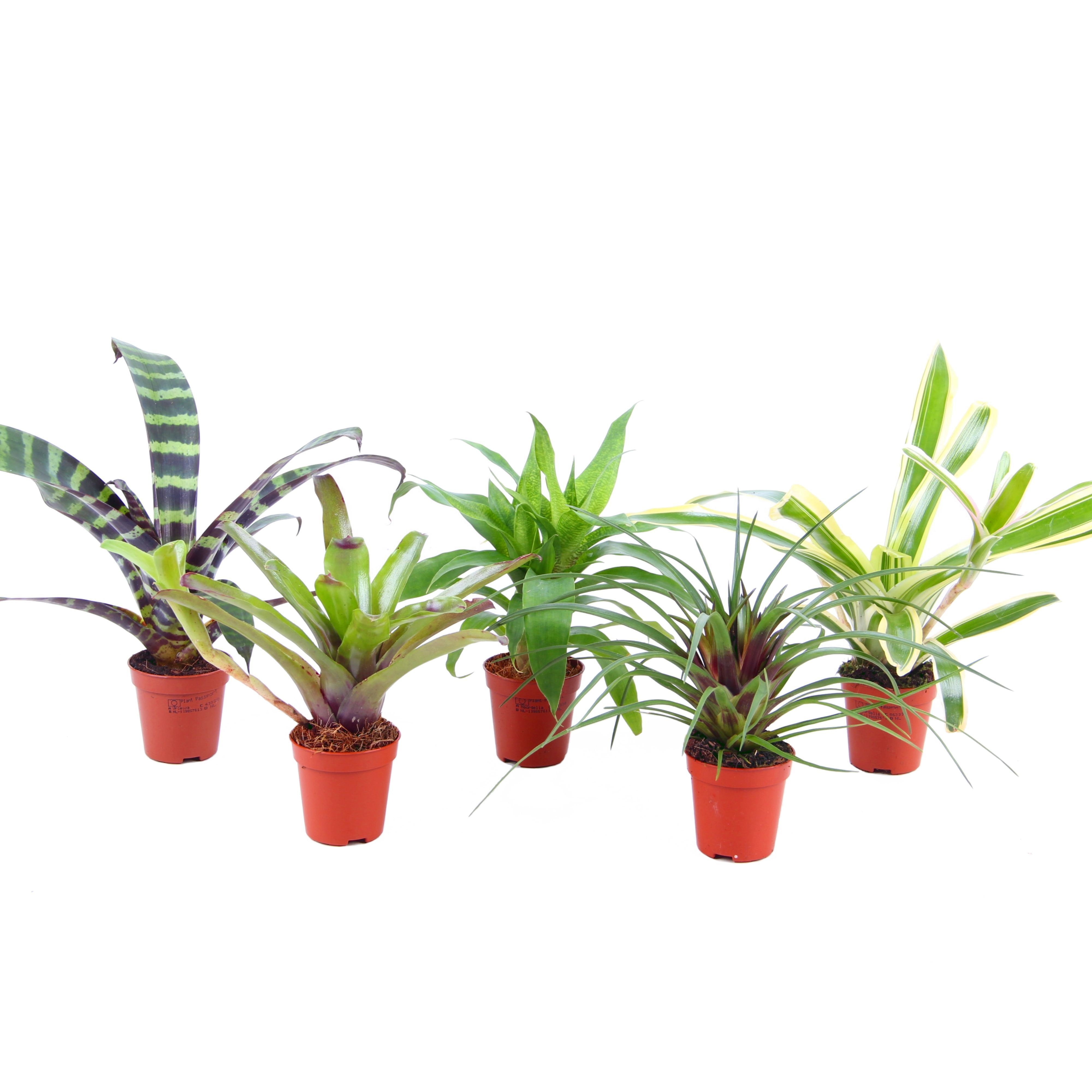 Forrest mix - blad mix Bromelia, D 5,5