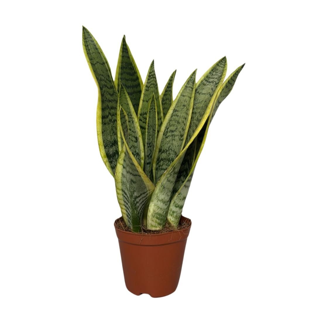 Sansevieria laurentii Terracotta, D 12