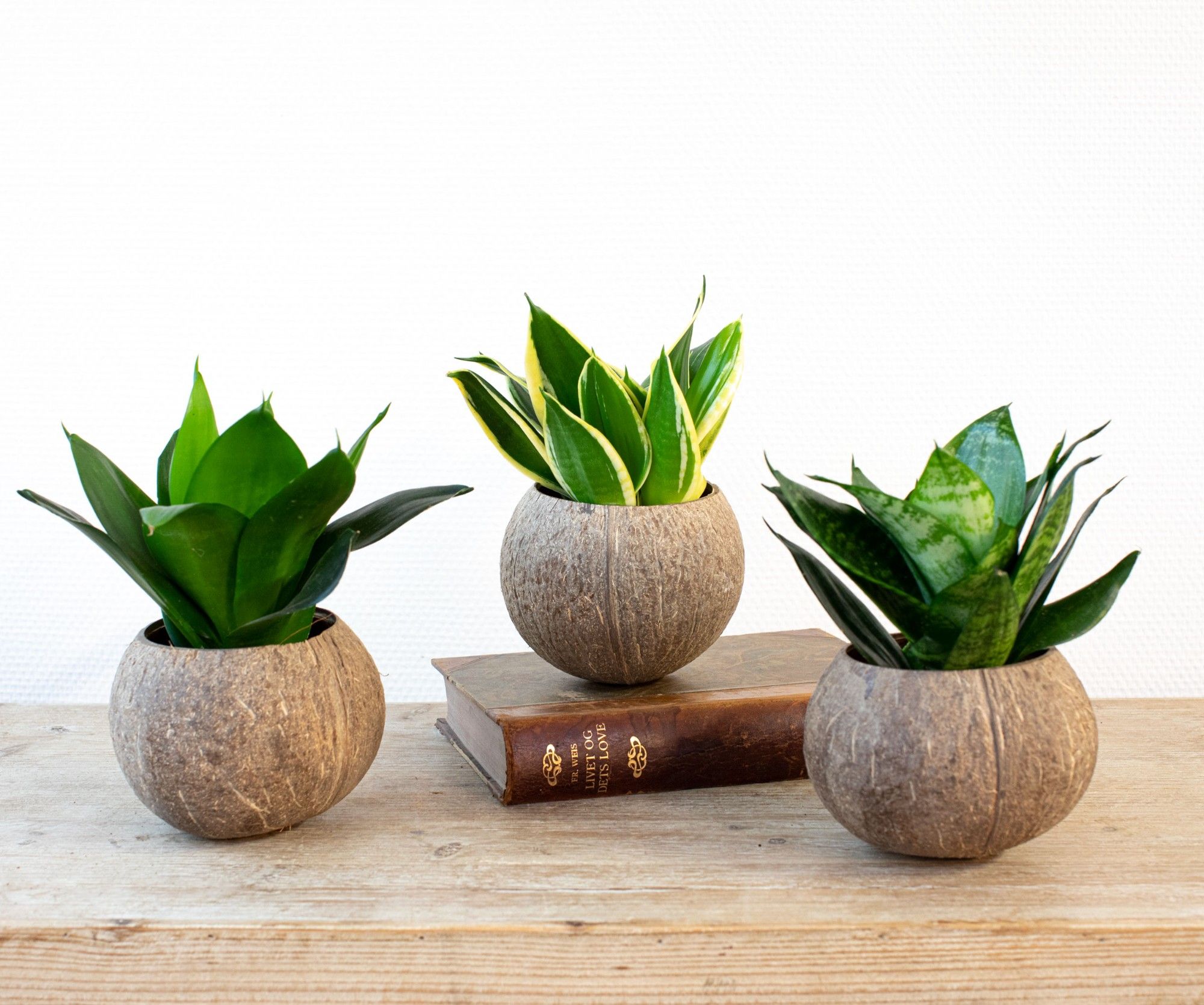 Coco Go´ Nuts Creations, 9 cm, D 9