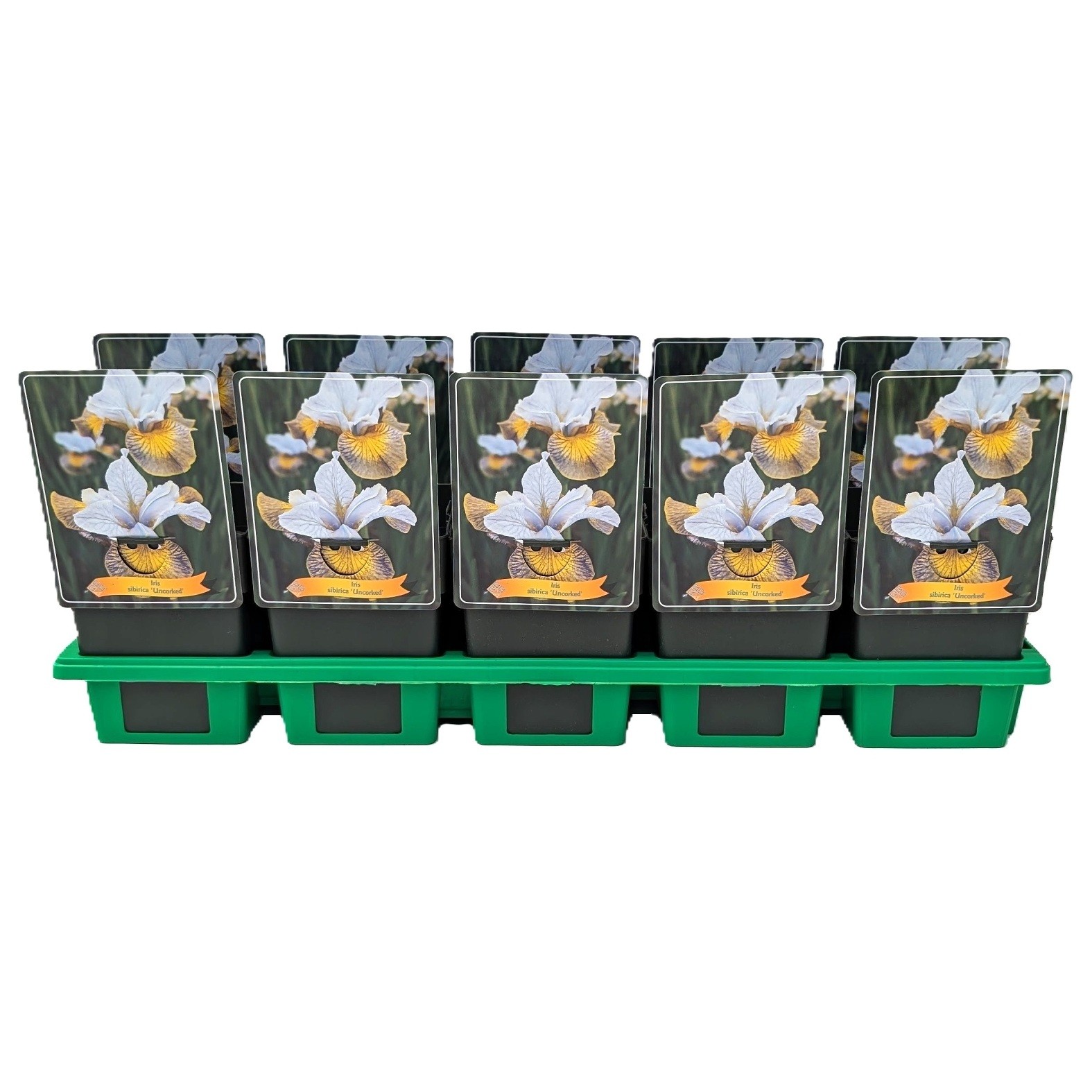 Iris Sibirica 'Uncorked' P11, D 11