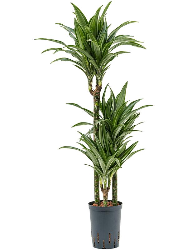 Dracaena fragrans 'Ulises', D 15