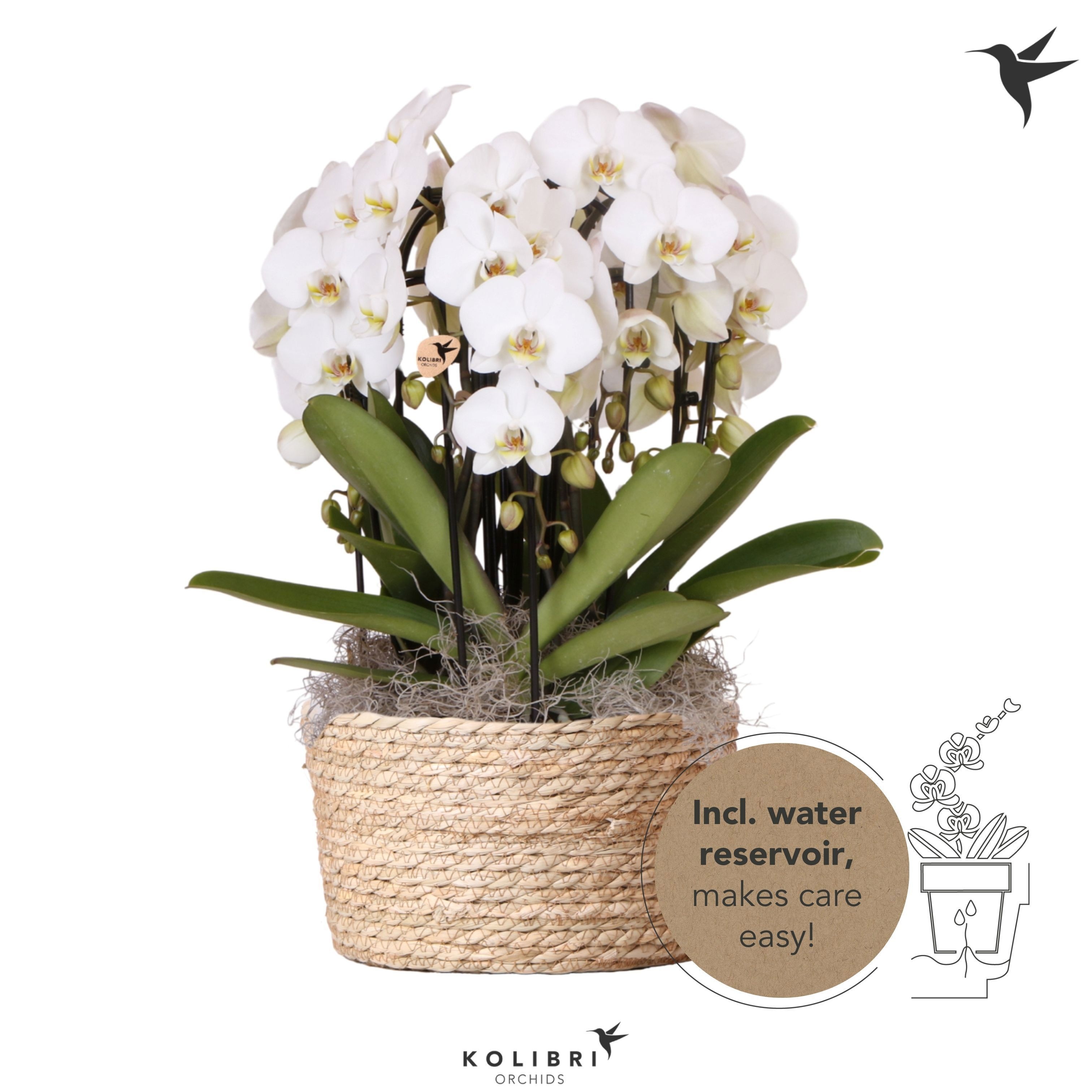 Kolibri Orchids Phalaenopsis Mono Bouquet Niagara Fall white 6 spike in Reed Basket with watering system, D 28