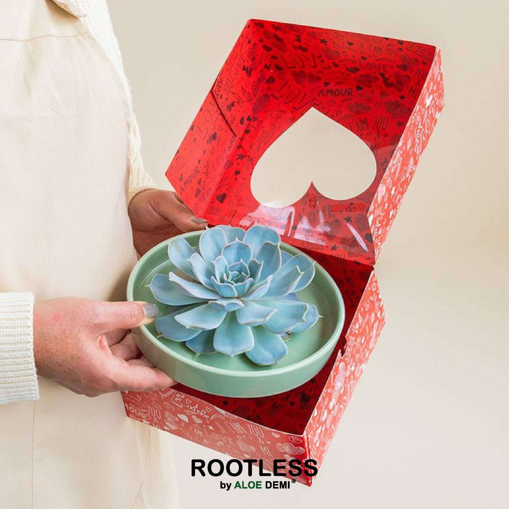 ROOTLESS Echeveria, Octopus bowl - love box, D 20 cm