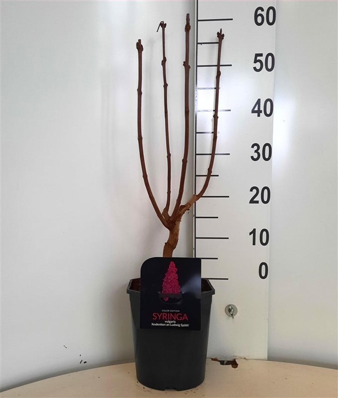 Syringa v. An. Ludwig Spath 4-5 tak, D 21