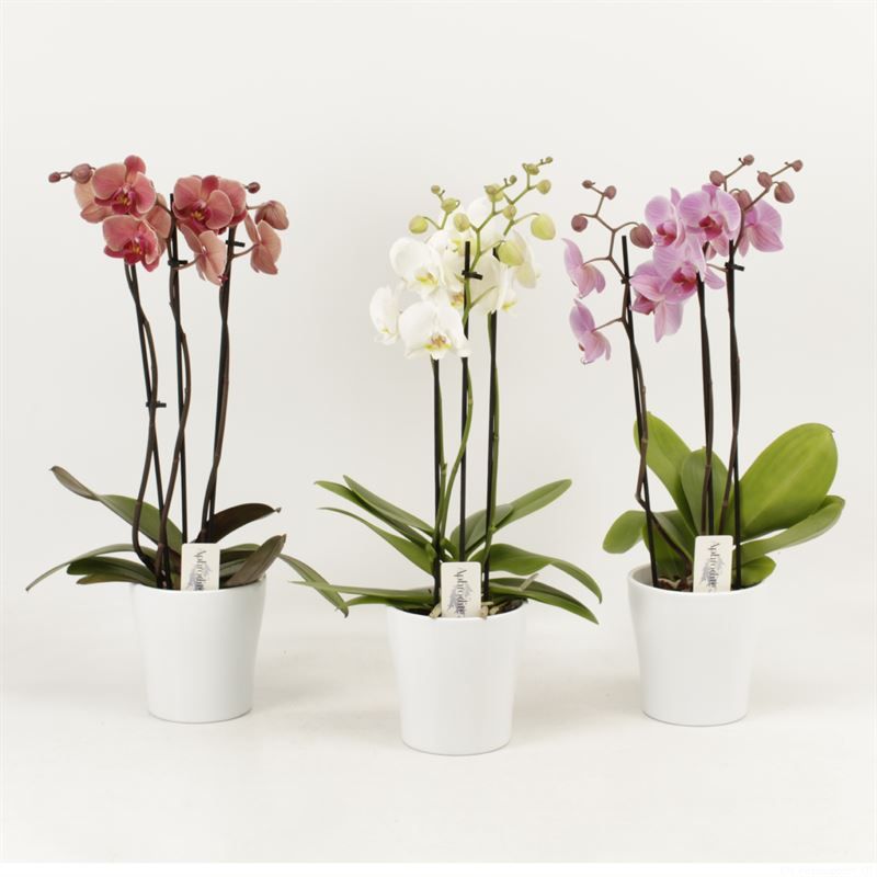Phalaenopsis gemengd 3 tak gemengd shorty in wit keramiek, D 12