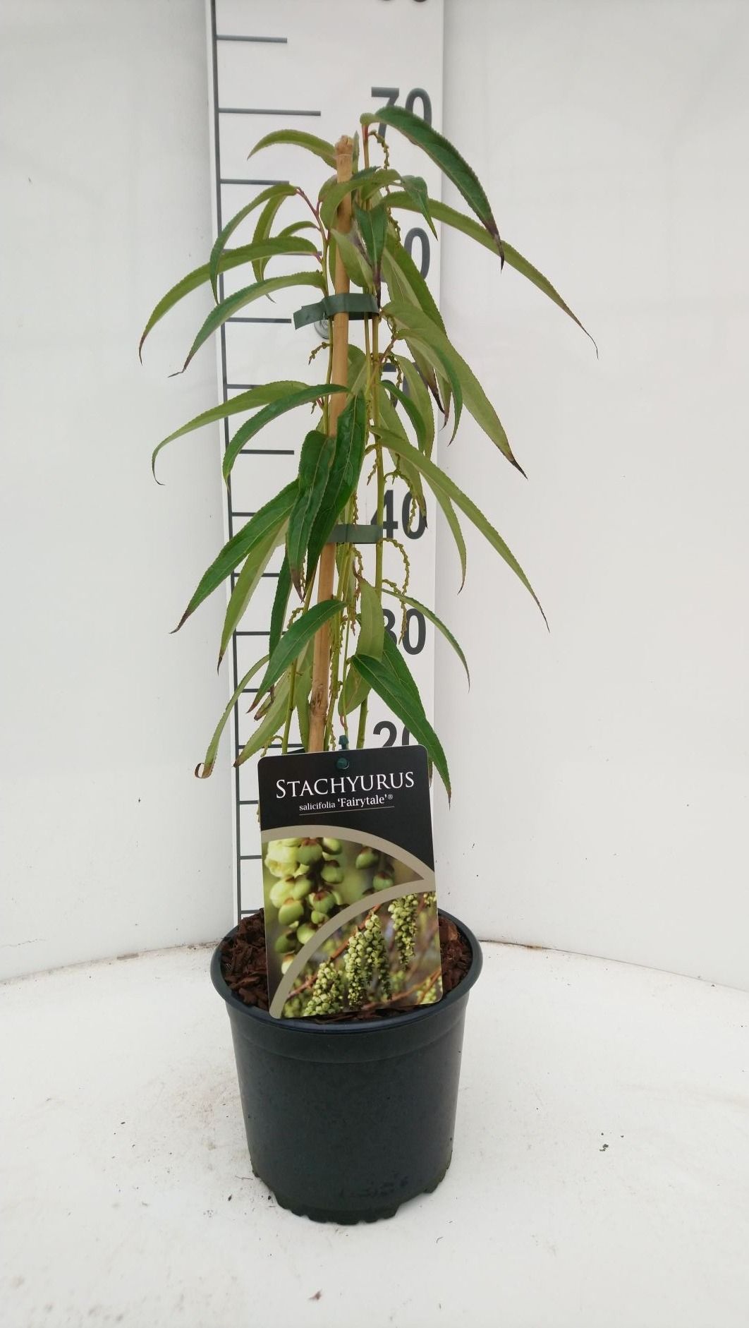 Stachyurus salicifolia Fayritale, D 17