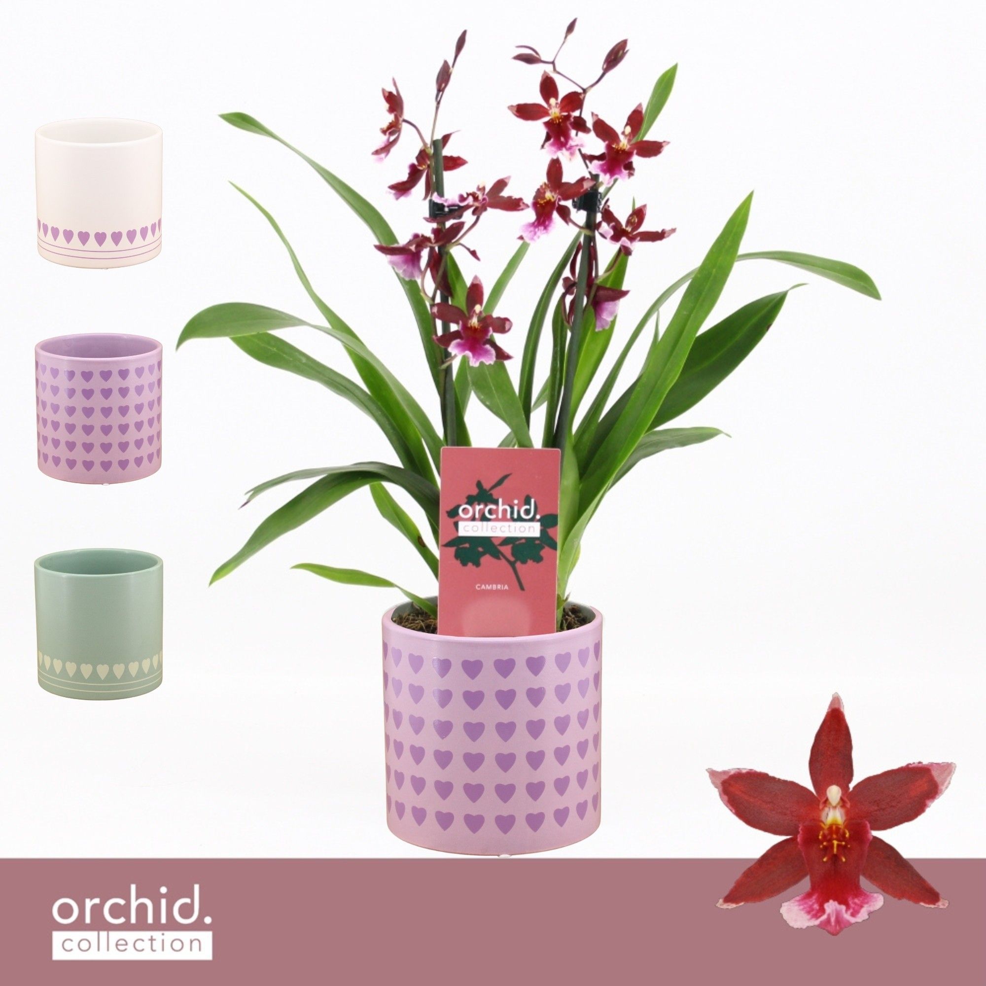 Barrocco Red, 2-spike Compact in Horizon Love 'Orchid Collection', D 12