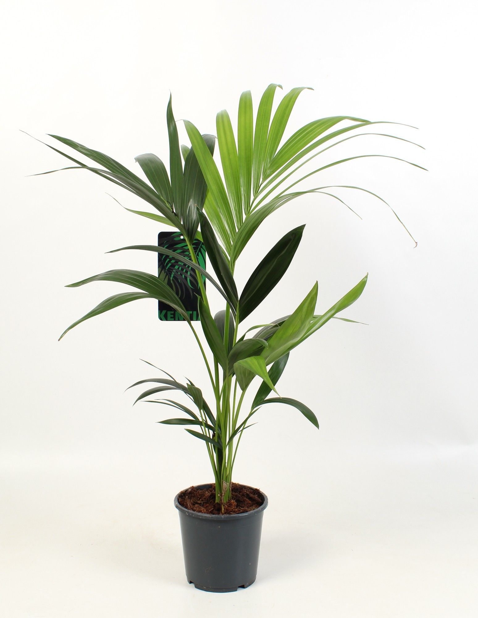 Kentia-Howea Forsteriana, 3 stek p/pot, D 17