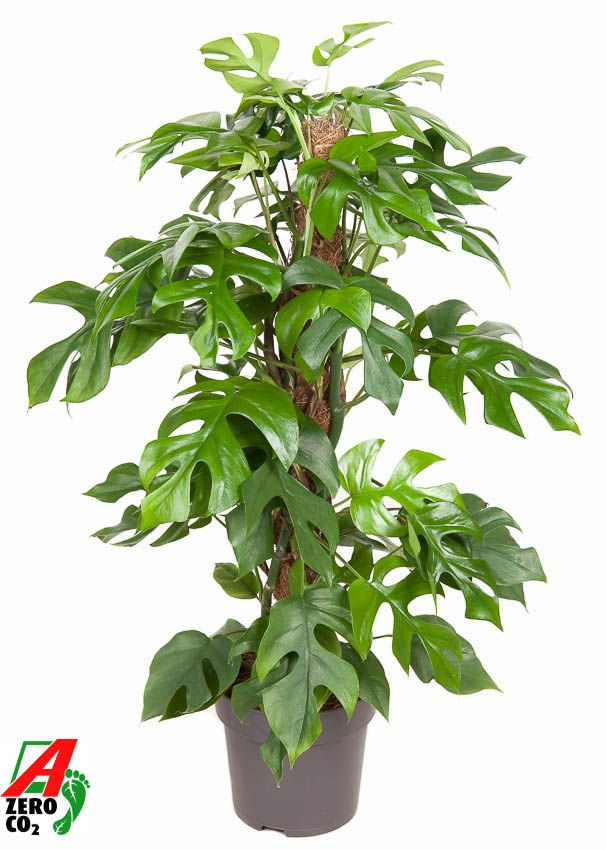 Monstera Minima mosstok P19 (NO GAP), D 19