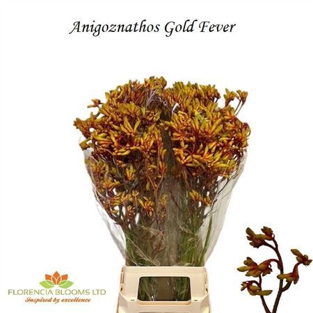 Анигозантус Голд Фивер 80 (оранж.), шт.