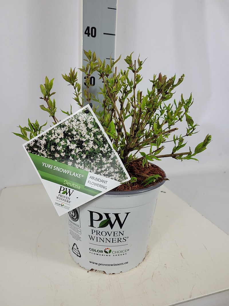 Deutzia rosea Yuki Snowflake S C3 30-40, D 19