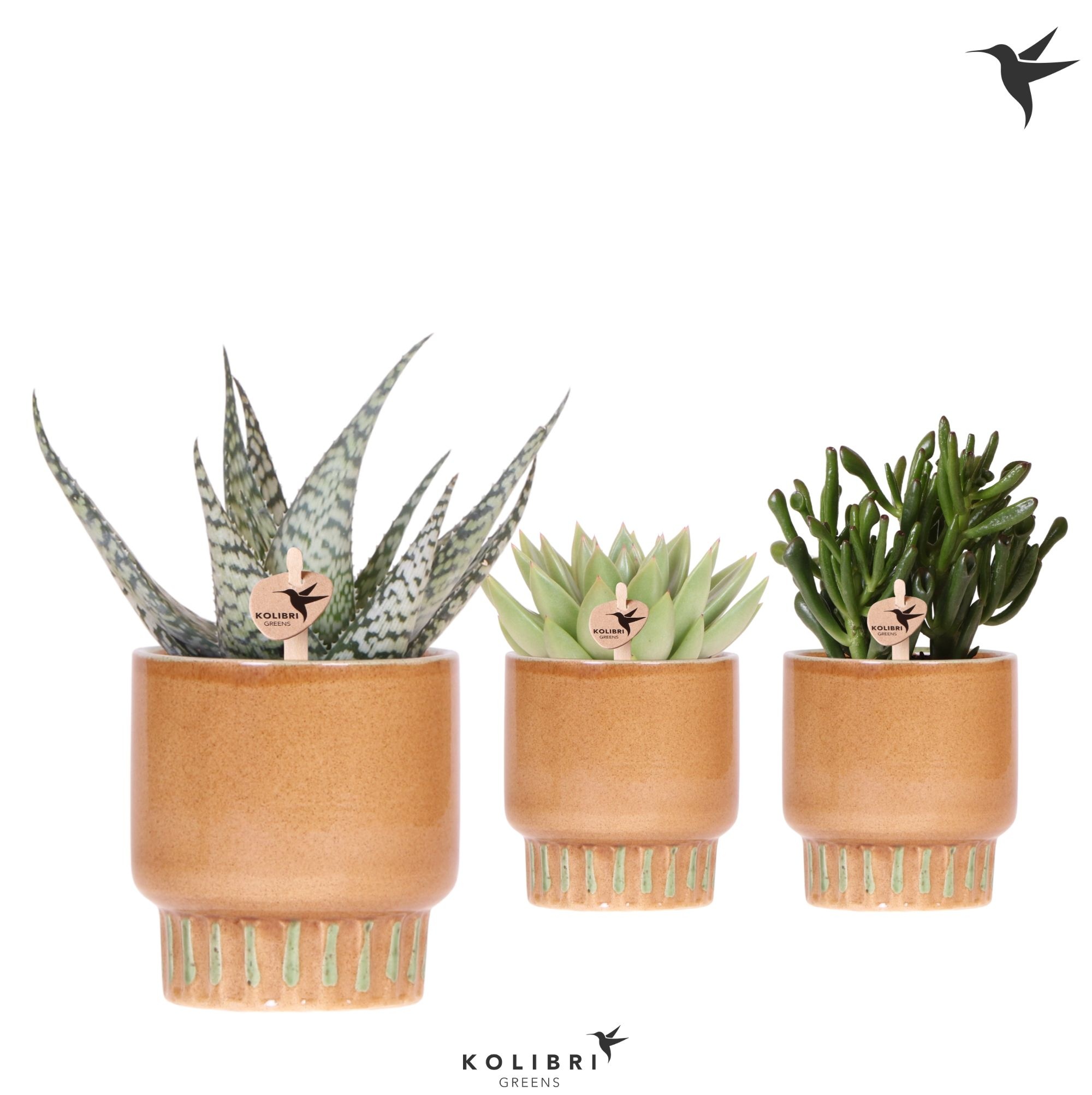 Kolibri Greens Succulenten mix in Bold pot cognac, D 9