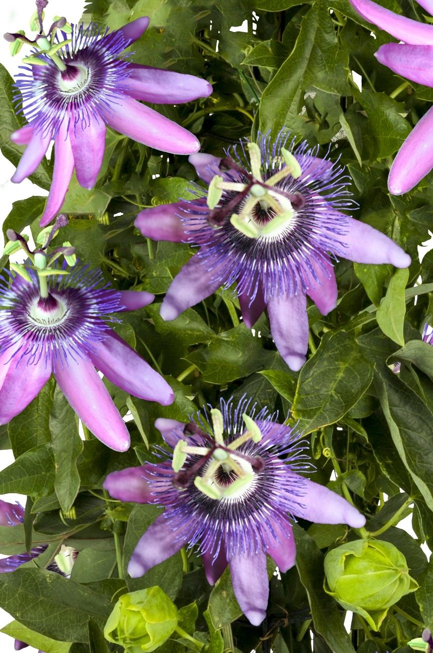 Passiflora 'Betty Miles Young' +3.0 label, D 11