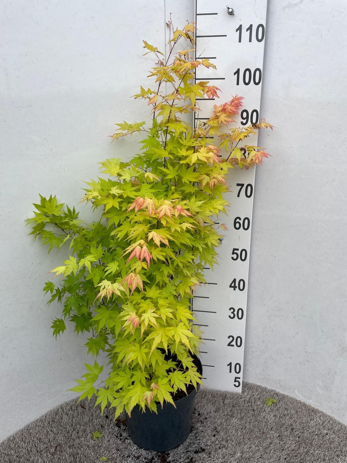 Acer palm. Orange Dream 80-100 P28, D 28