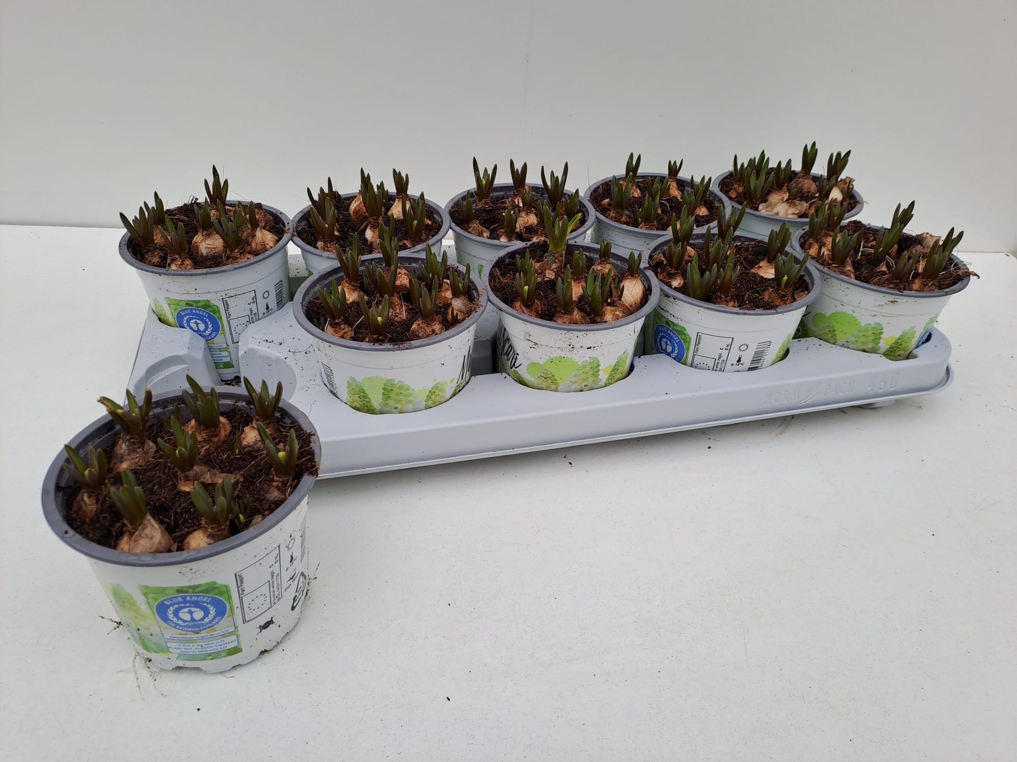 muscari white magic, D 12