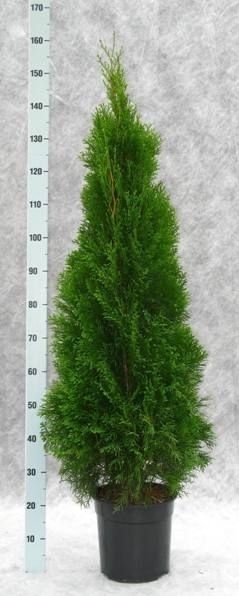 Thuja occidentalis 'Smaragd', D 27