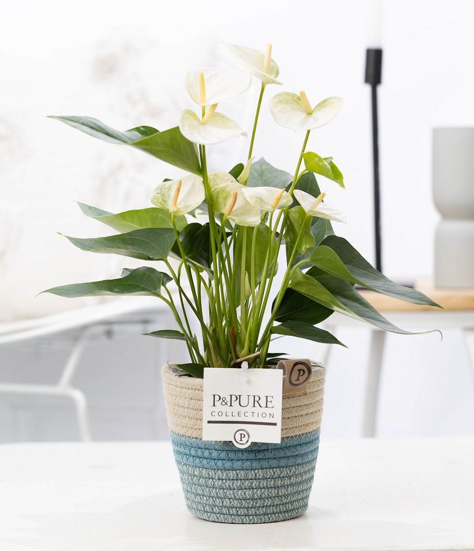 Anthurium white (Elido) in P&PURE Fashionpot Valerie, D 12