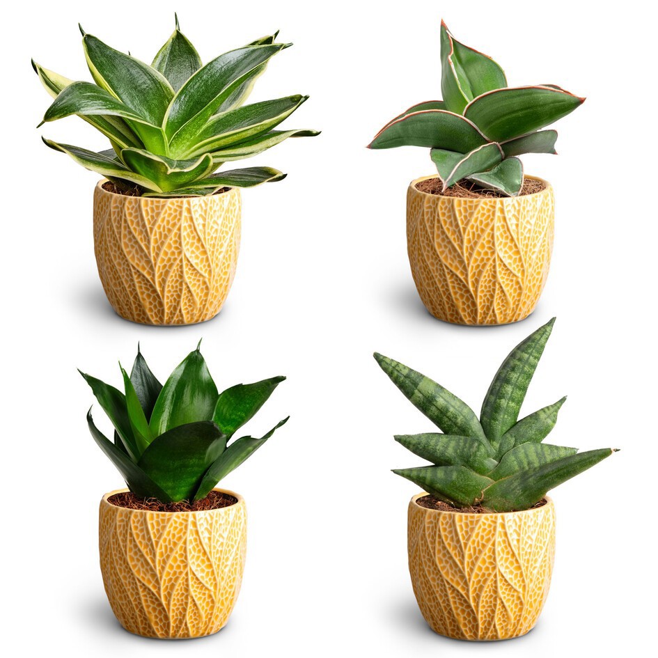 SANSEVIERIA EHRENBERGII 30680434 Leaf T Dwarf, D 7