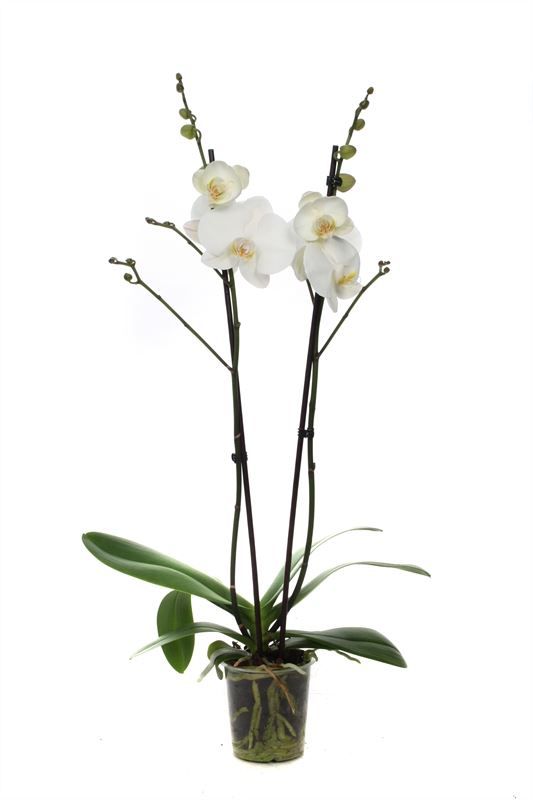 Phal white 2T18+ branched, D 12