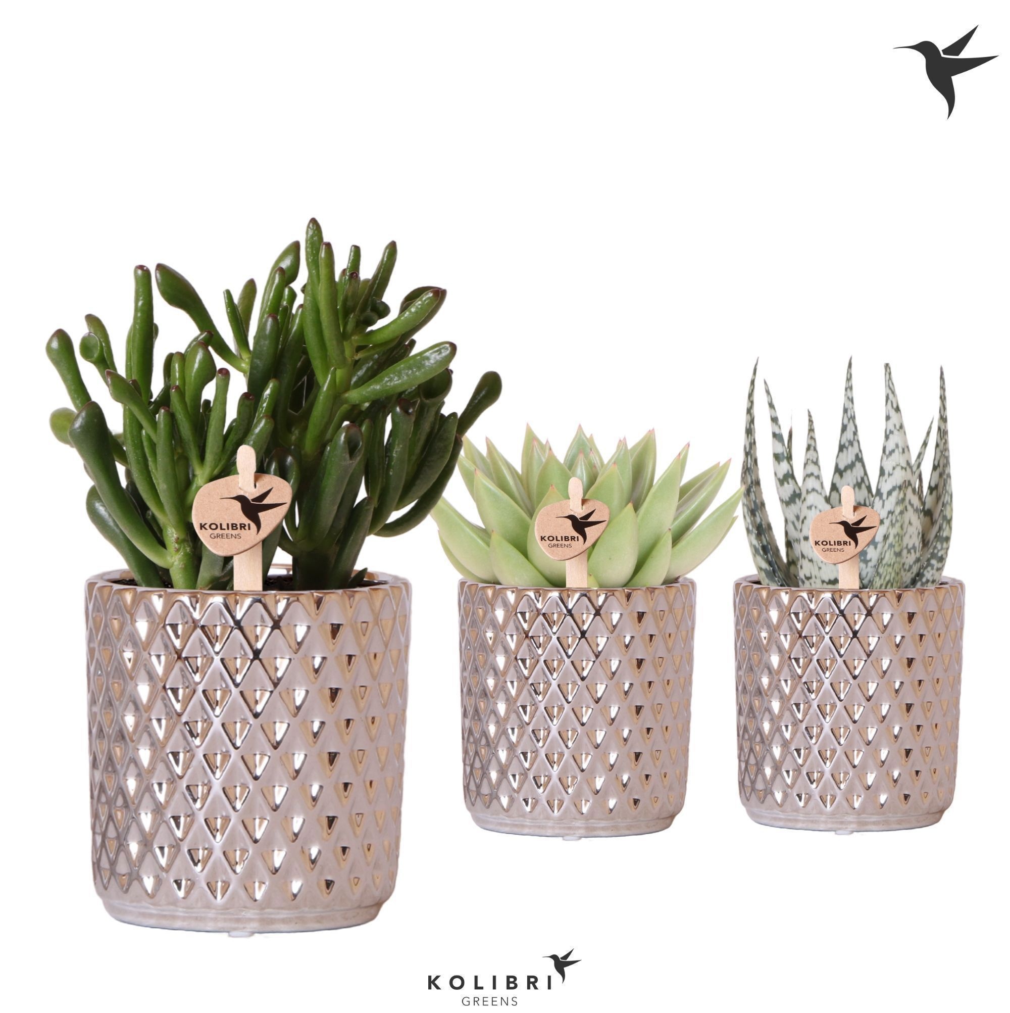 Kolibri Greens Succulenten mix in Diamond pot silver, D 9