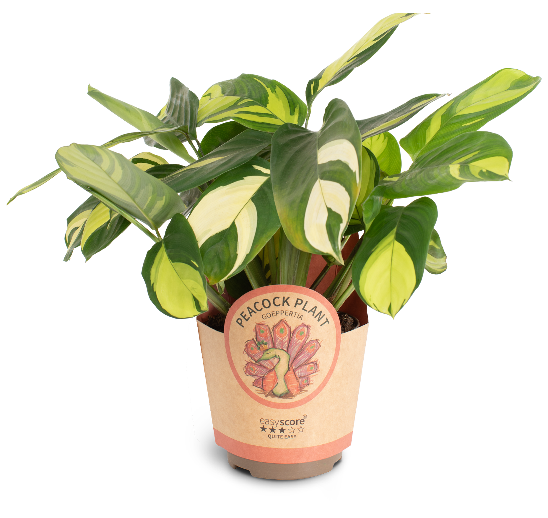 Ctenanthe ´Golden Mosaic´, D 11