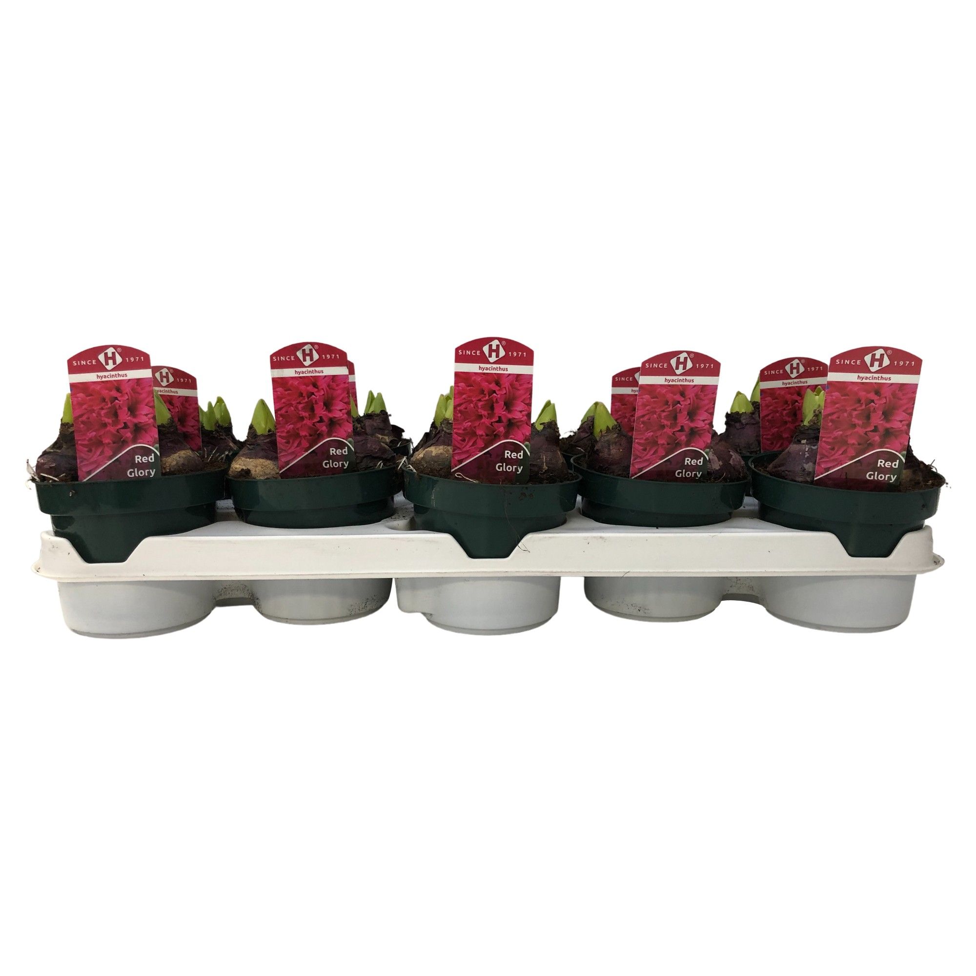 Hyacint Red Glory 12 cm., D 12