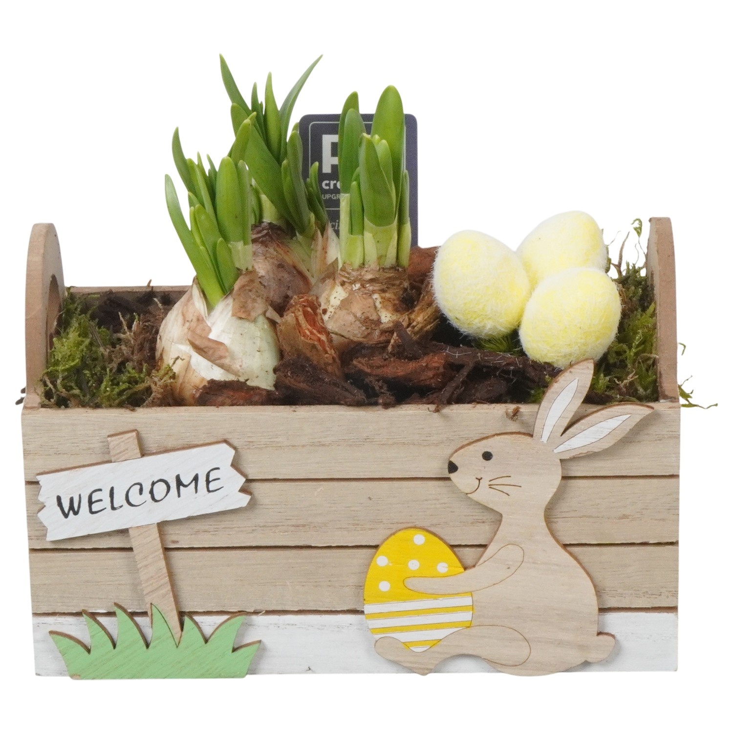 PTNP4487 Arrangement Narcissus Easter in houten rechthoek, D 18