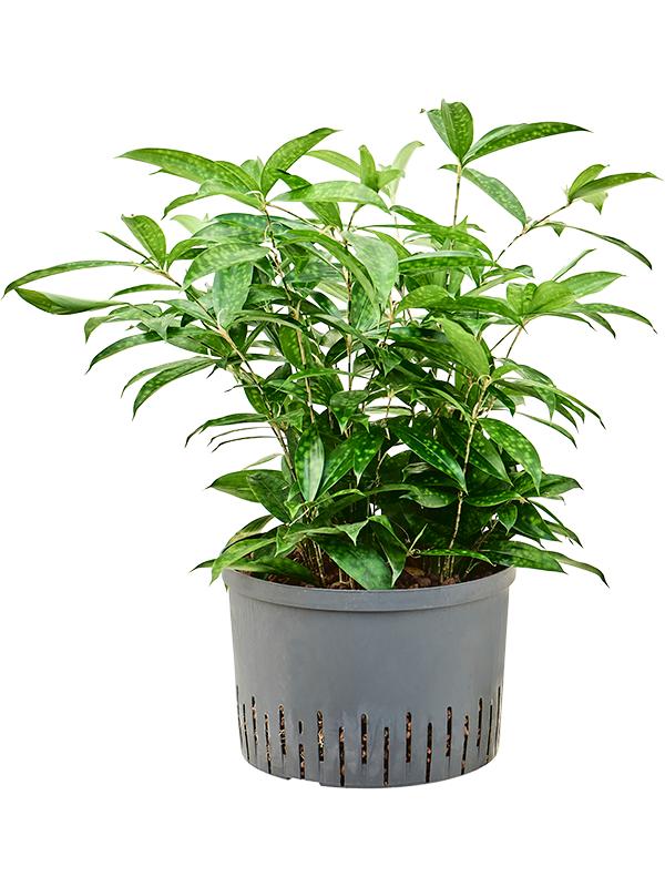 Dracaena surculosa, D 28