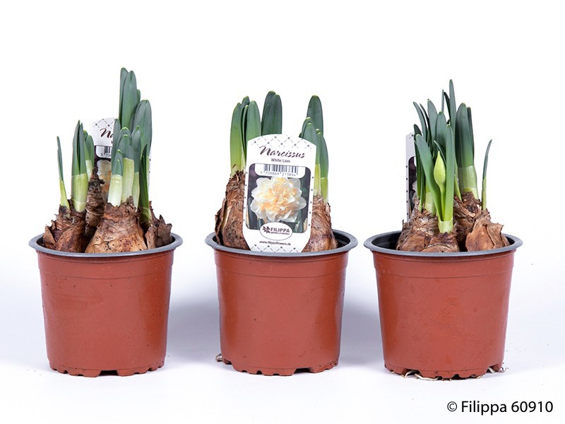 NARCISSUS INCOMPARABILIS 'White Lion', D 11