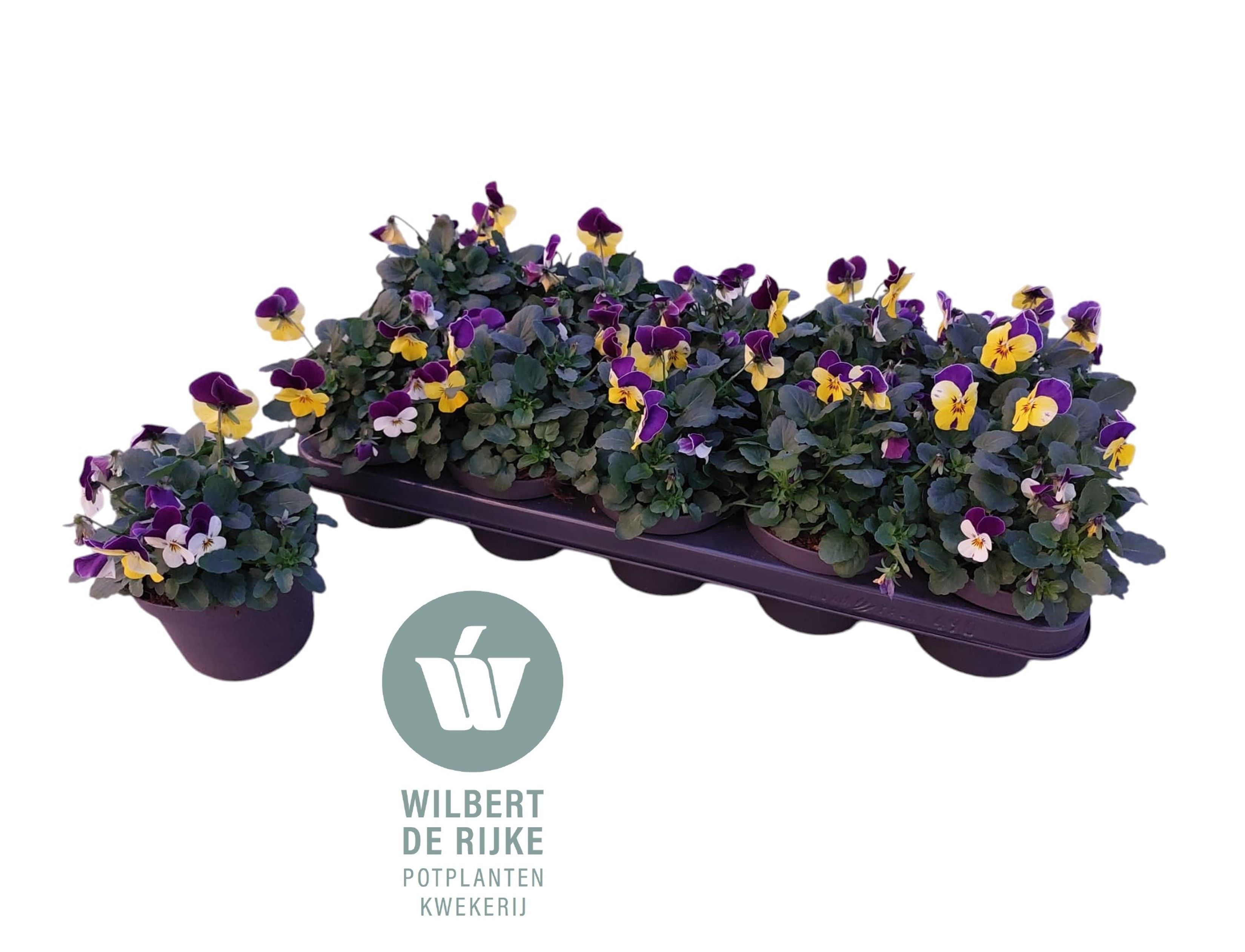 Viola Cornuta Trio Nice (Viool), D 12