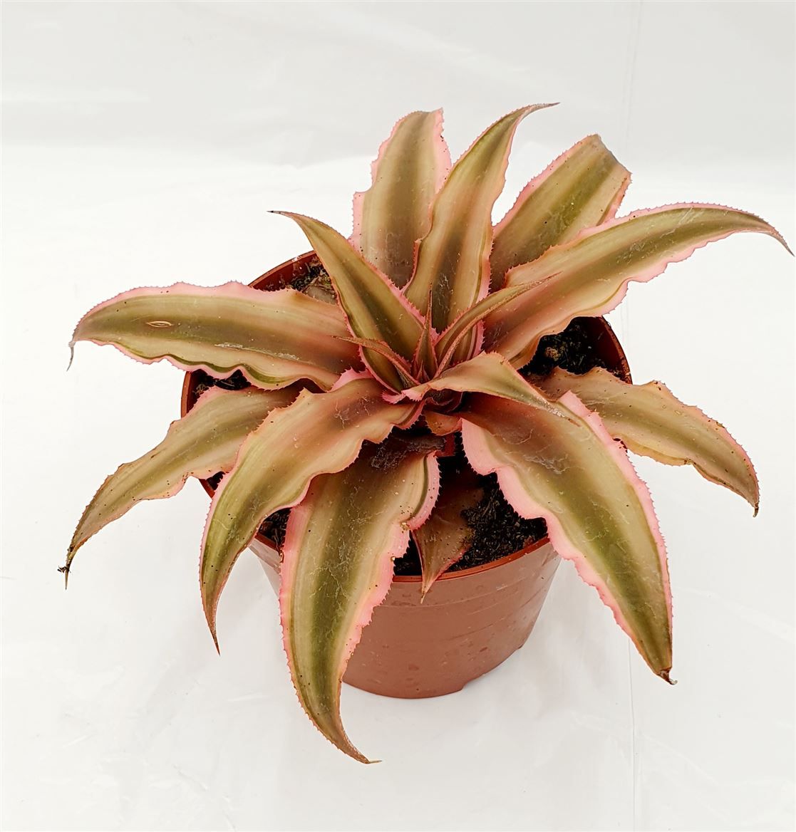 Cryptanthus biv. 'Pink Starlight', D 9