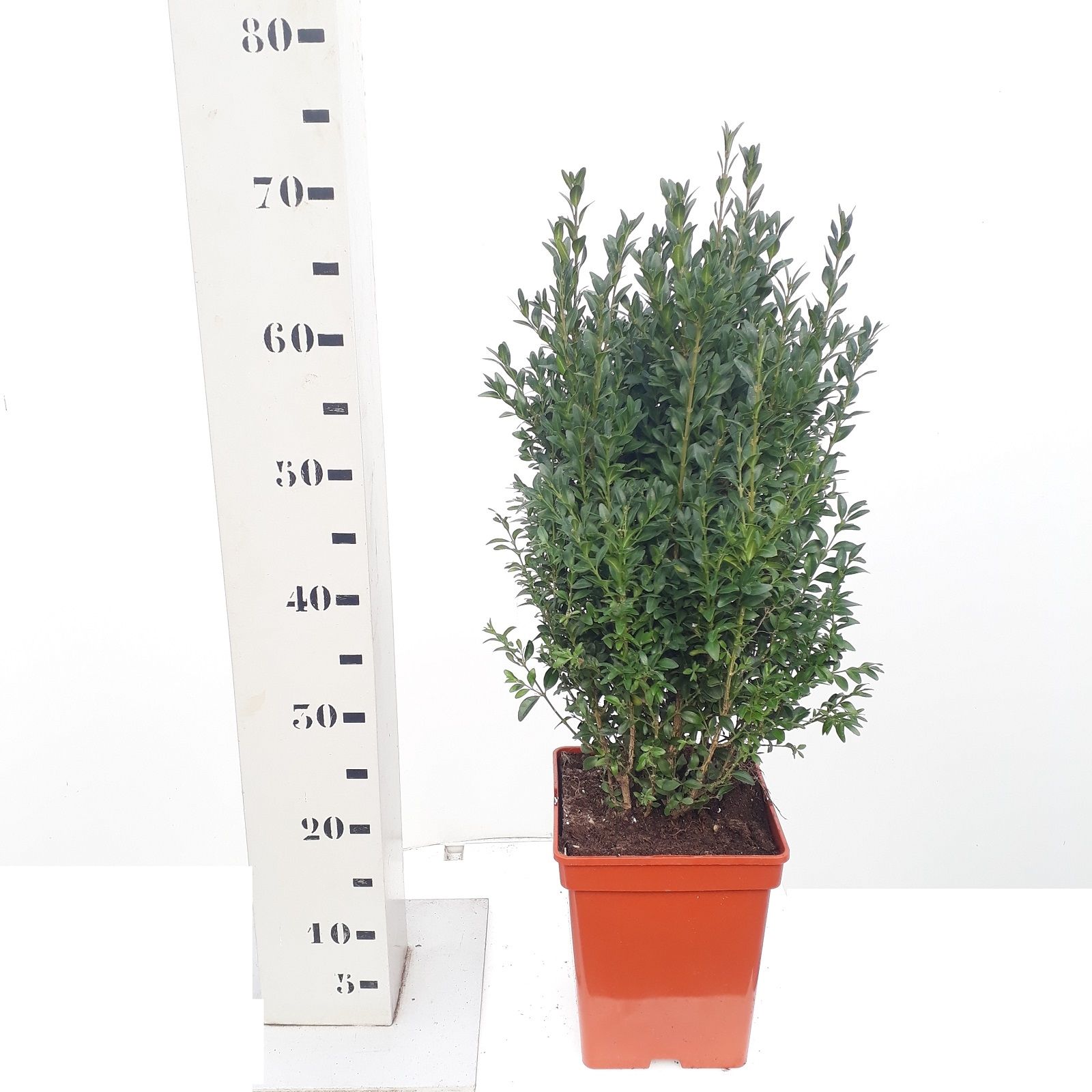 Buxus sempervirens 50cm struik, D 19