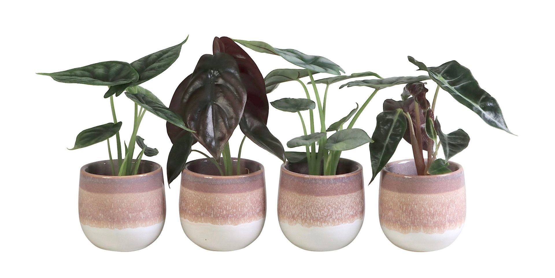 L 65840 with Alocasia Mix 6 cm, D 6