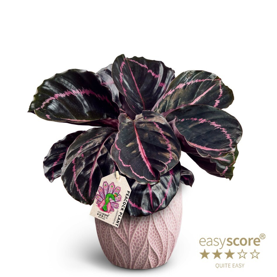 Leaf Rosa, Calathea ´Dottie´, D 12