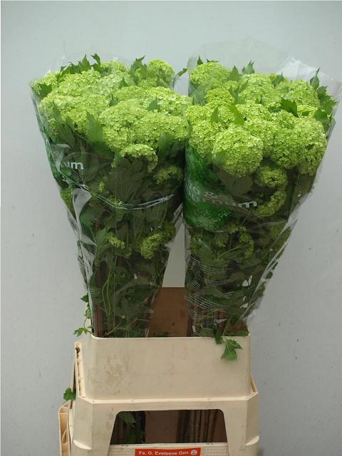 Вибурнум Розеум 100 (зел.), шт.