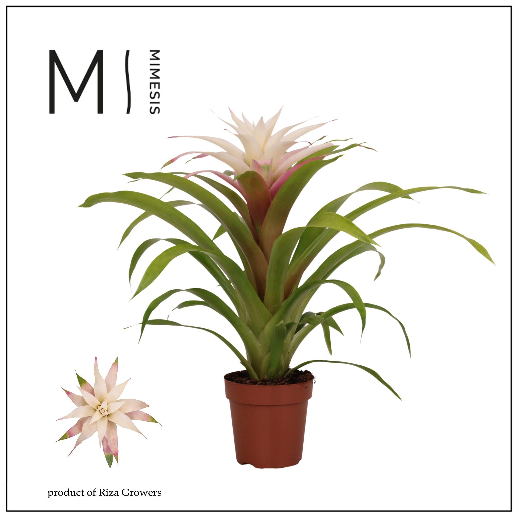 Guzmania Deseo Magical white - 12cm | Mimesis, D 12