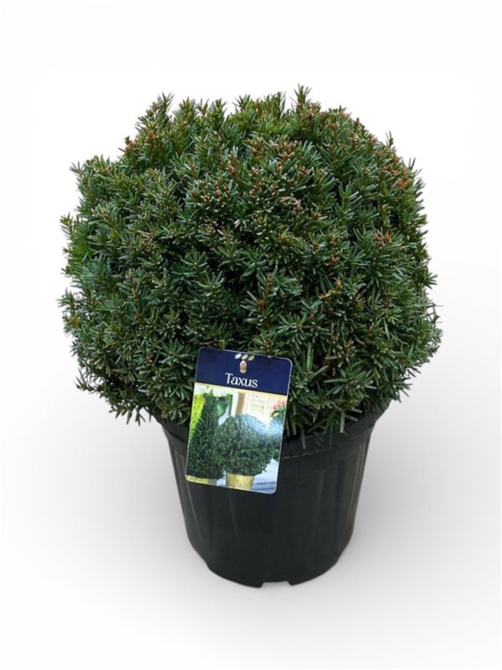 Taxus media 'Farmen' 35-40 cm Bol c12/p30, D 30