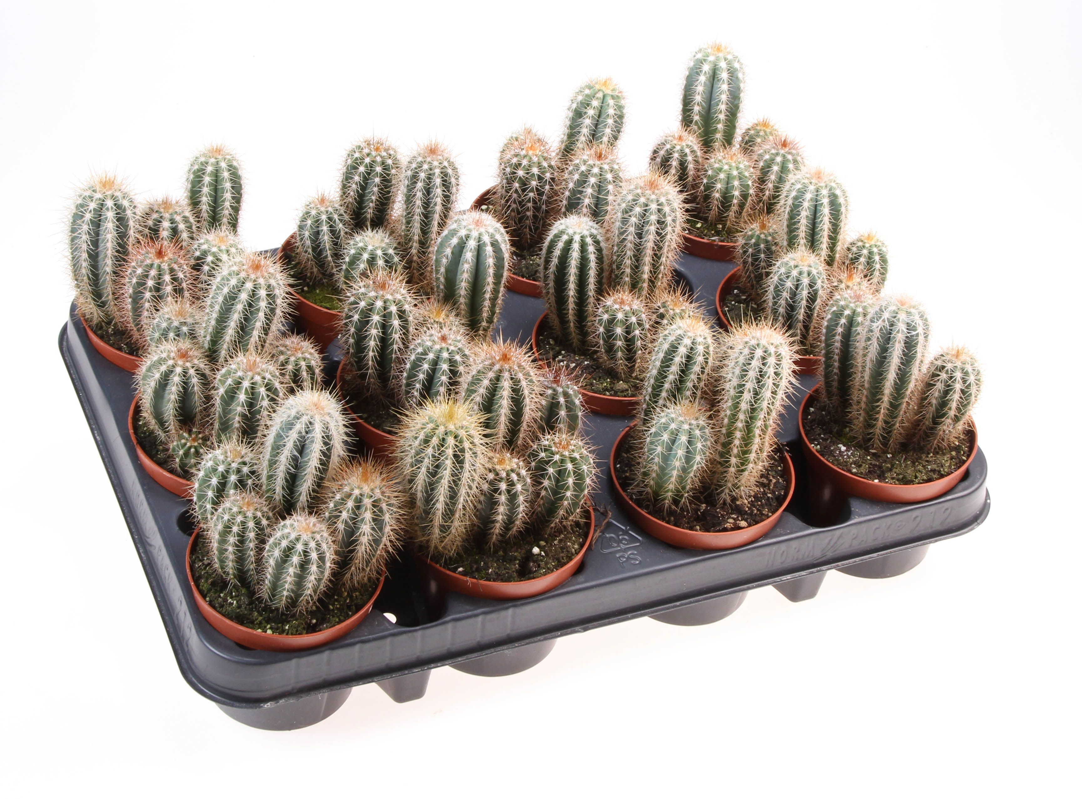 Pilosocereus braunii, D 8,5