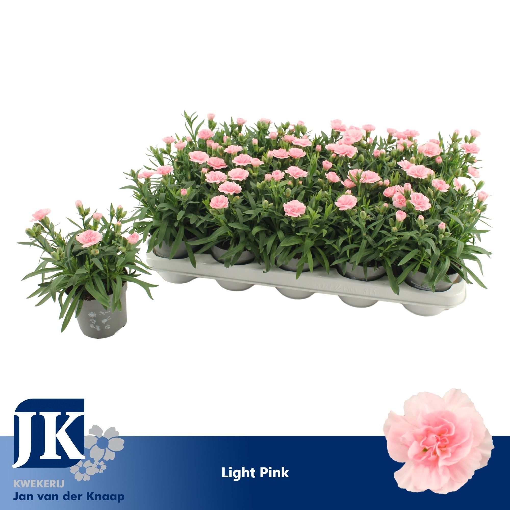 Dianthus Light Pink, D 10,5