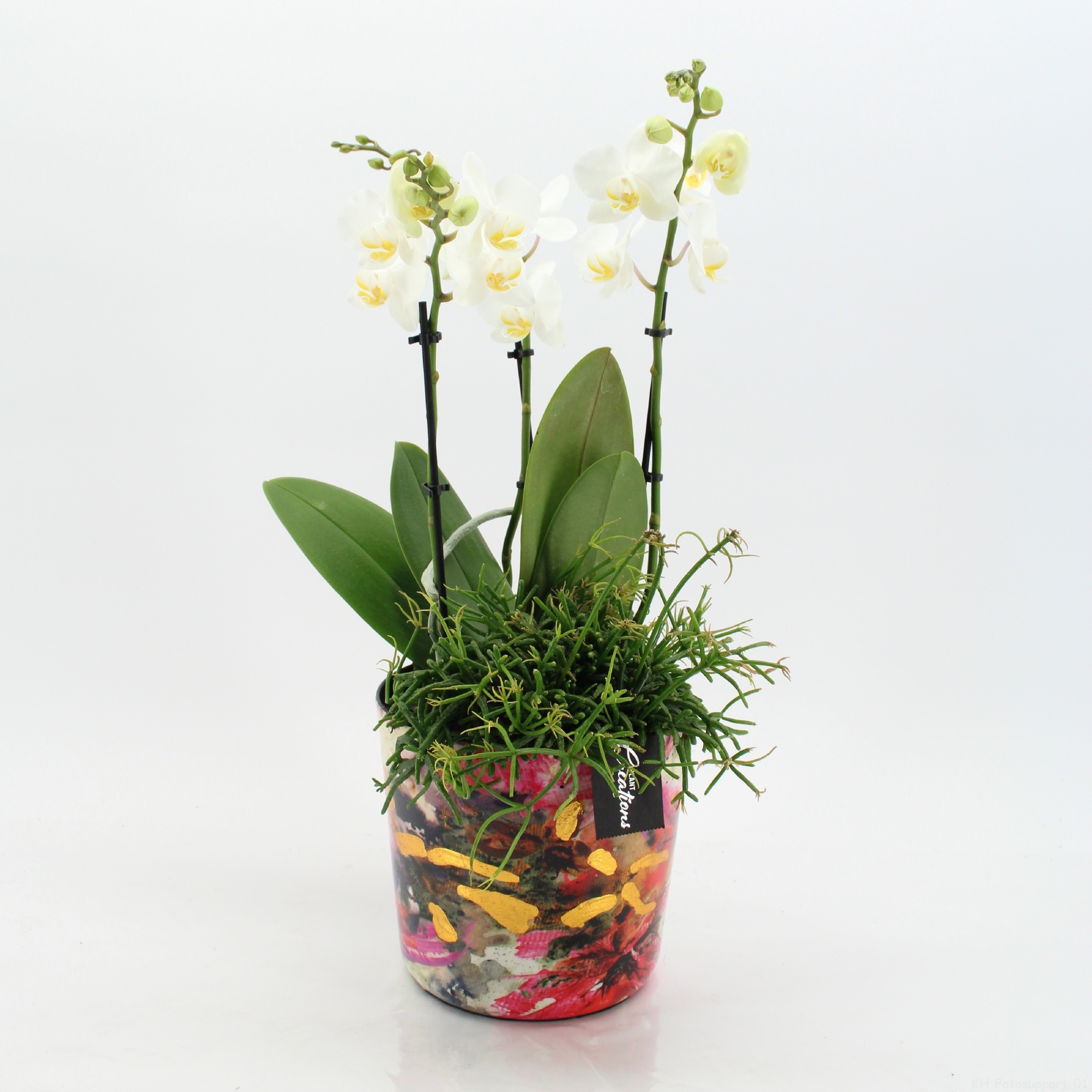 LICR-2605W Limited Edition Phalaenopsis, D 17