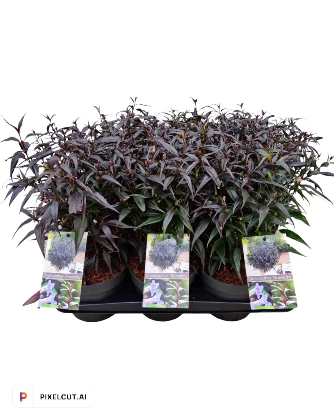 Strobilanthes ani. Brunetthy, D 17