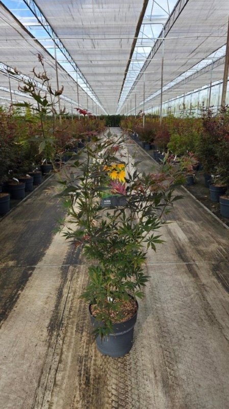 Acer pal. 'Sumi-nagashi', D 32