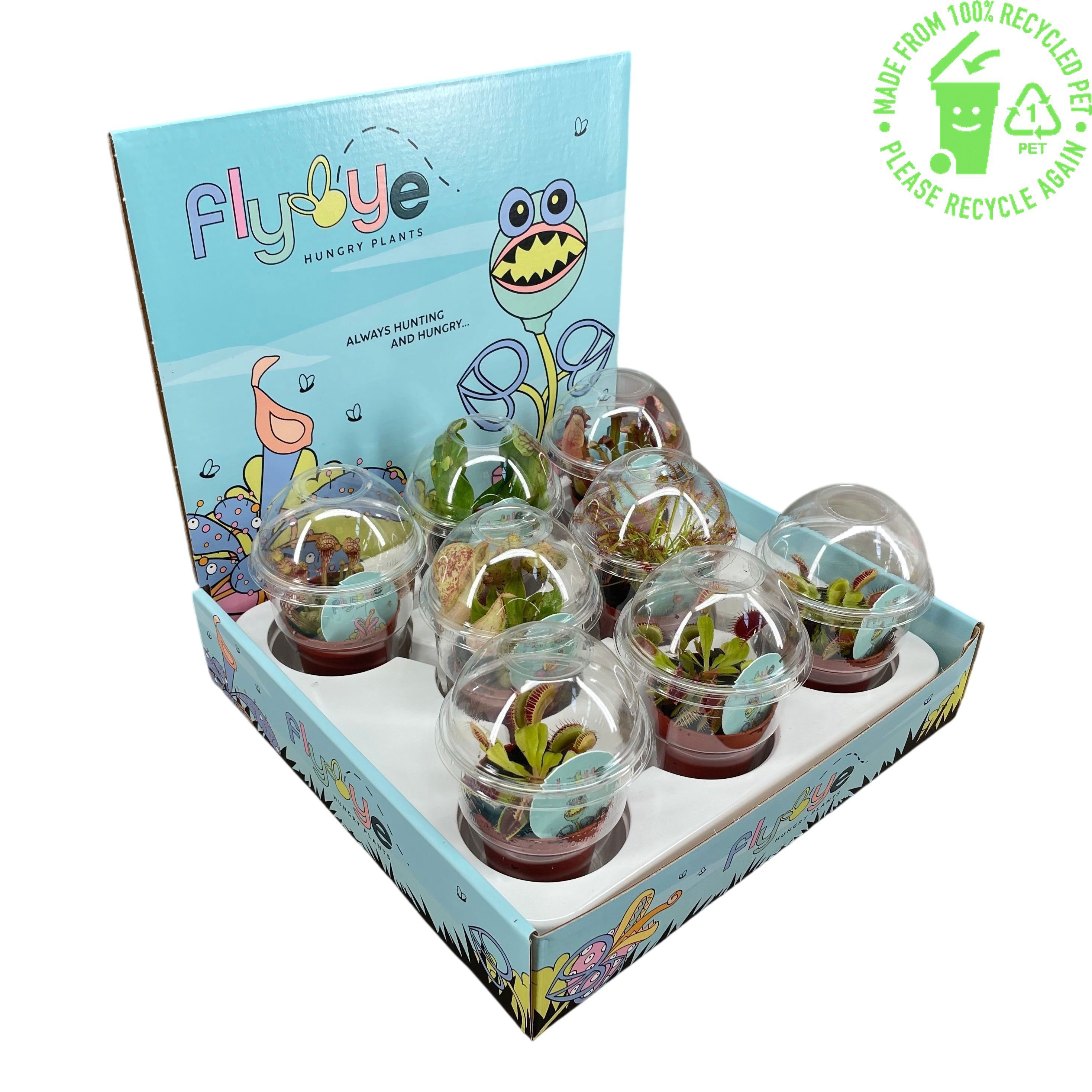 Vleesetende planten mix 5,5 cm beker in Flybye display, D 5,5