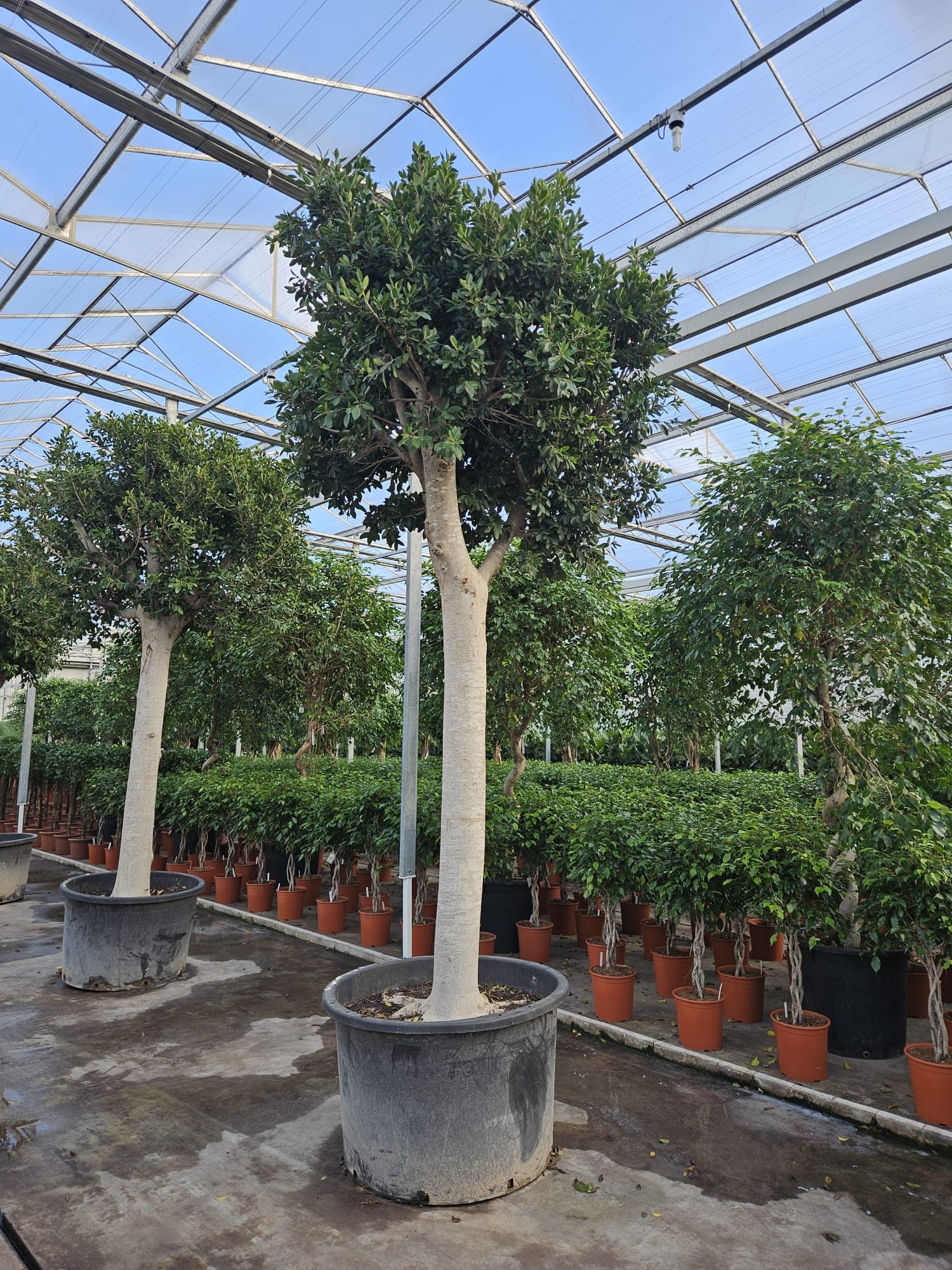 Ficus Nitida, D 110